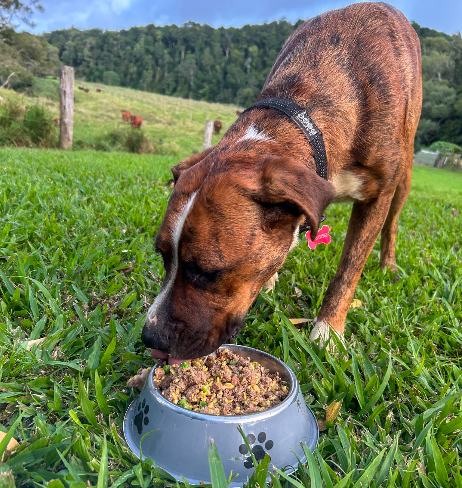 Dog enjoying a Farm to Paws meal on a farm