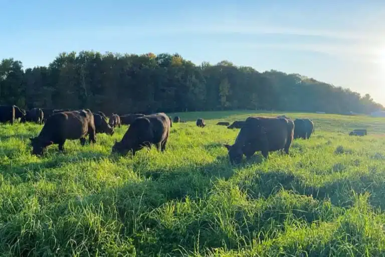 Regeneratively raised cattle on the Atherton Tablelands